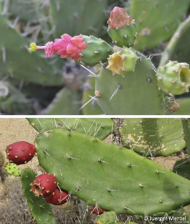 Opuntia karwinskiana (ex Nopalea) ©Juergen Menzel